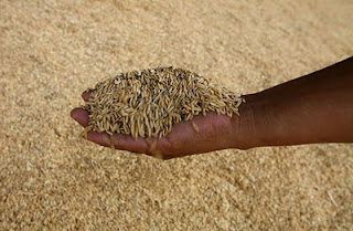 You can save the world from hunger. Veggie diet 4